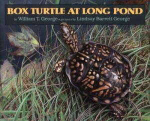 Box Turtle at Long Pond cover