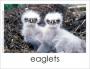 Baby bird photo cards; two baby eaglets