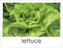 Lettuce photo card