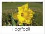Daffodil photo card