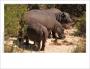 Hippopotamuses photo cards