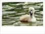 Premium Baby Bird photo card; cygnet in water