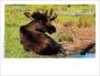 Moose photo card