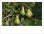 Pears photo card
