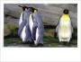 Emperor penguin photo card