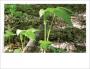 Jack-in-the-pulpit photo card
