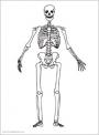Simple skeleton drawing