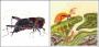 Cricket and ant images from picture books