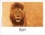 Lion word card