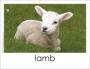 Lamb photo card
