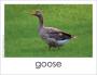 Goose word card
