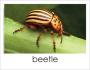 Beetle photo card