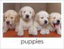 Puppies word card